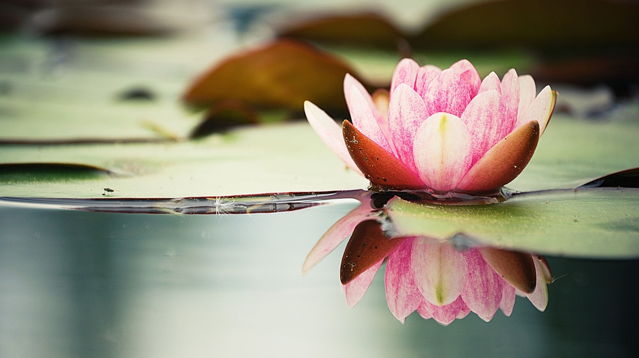 presence no desires, nothing left to prove lotus